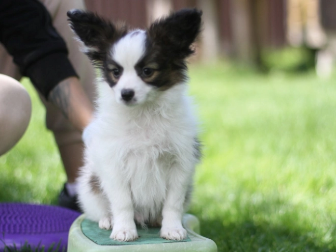 Papillon puppy for sale