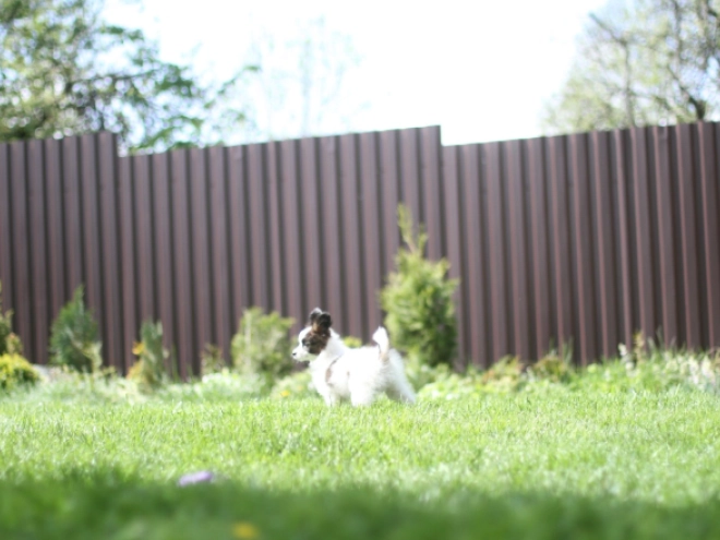 Papillon puppy for sale