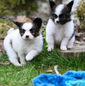 Papillon Welpe kaufen