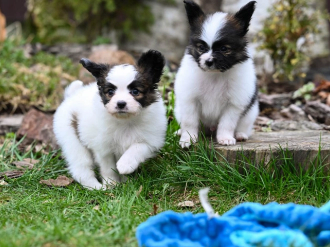 Papillon Welpe kaufen