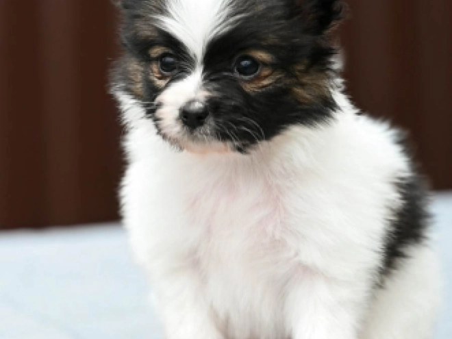 Papillon Welpe kaufen