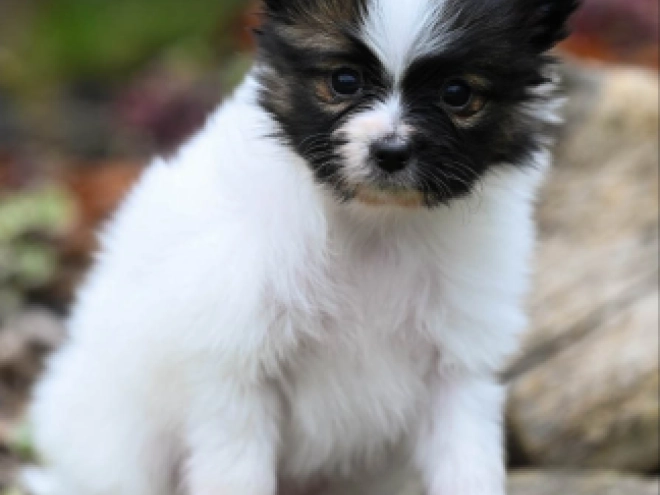 Papillon Welpe kaufen