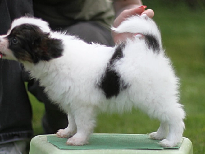 Papillon Welpe kaufen