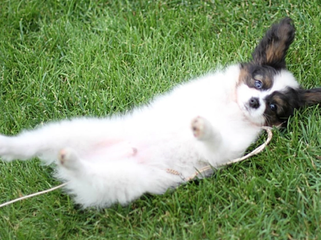 Papillon Welpe kaufen