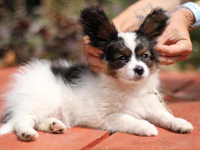 Papillon Welpe kaufen