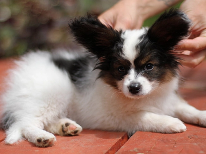 Papillon Welpe kaufen