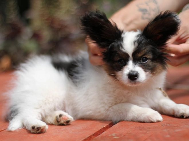 Papillon Welpe kaufen