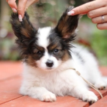 Benji, tricolor Papillon en venta