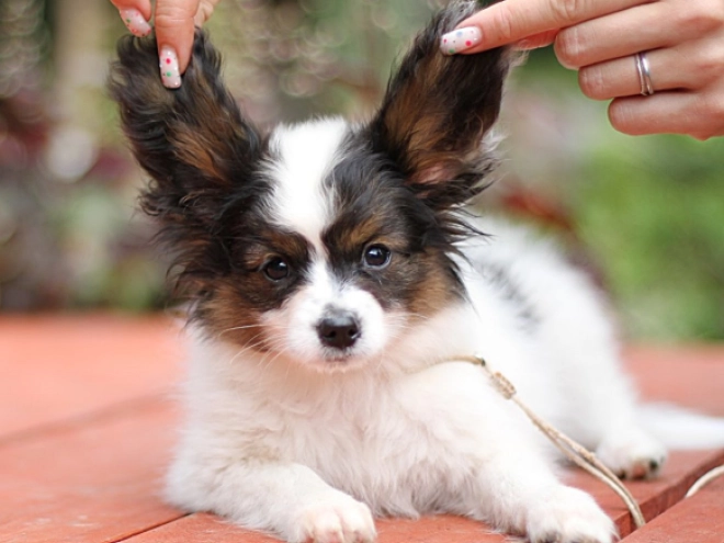 Papillon Welpe kaufen
