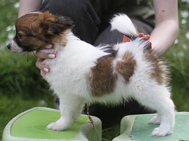 Papillon Welpe kaufen
