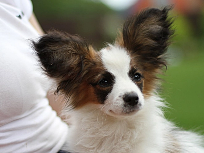 Papillon Welpe kaufen