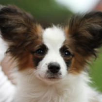Bandit, brown-white Papillon en venta