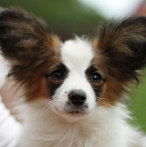 Papillon Welpe kaufen