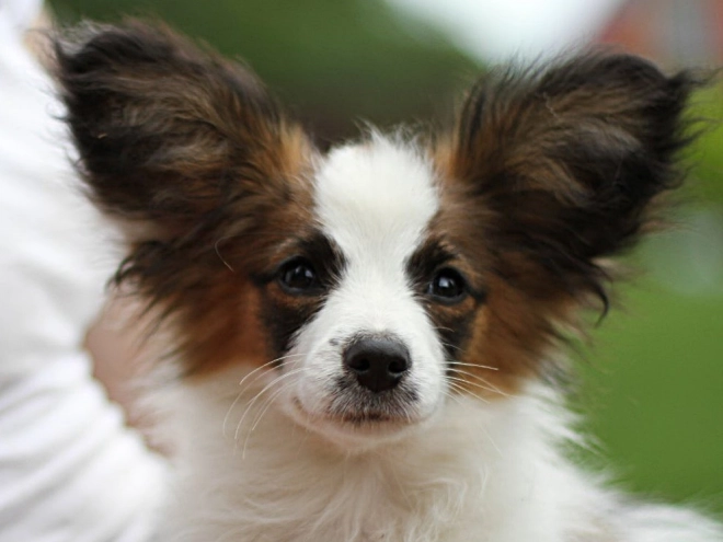 Papillon Welpe kaufen
