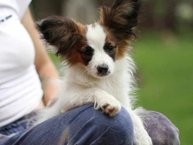 Papillon Welpe kaufen