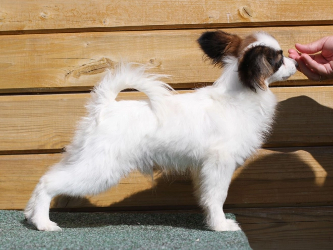 Papillon Welpe kaufen