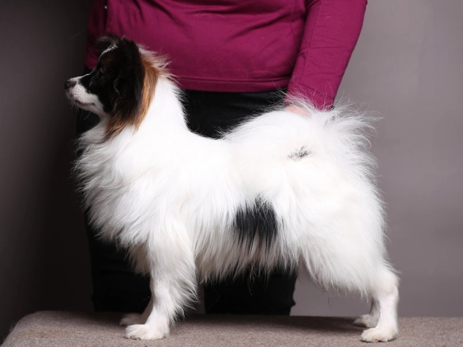 Papillon Welpe kaufen