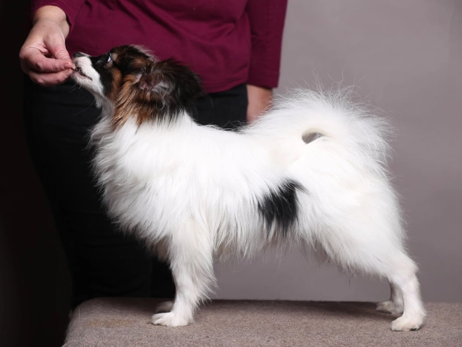 Papillon Welpe kaufen