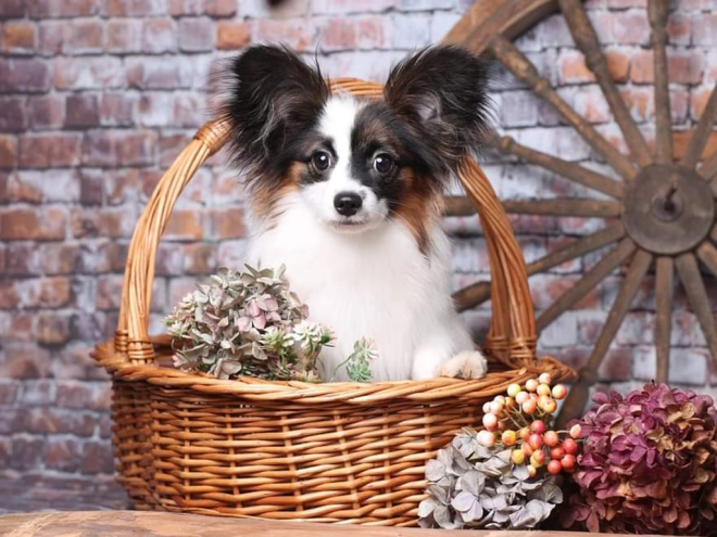 Papillon Welpe kaufen