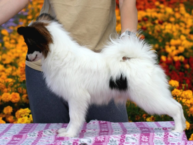Papillon Welpe kaufen
