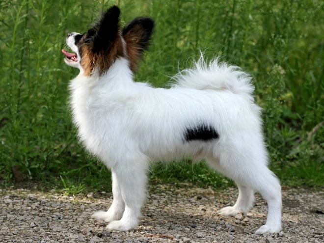 Papillon Welpe kaufen