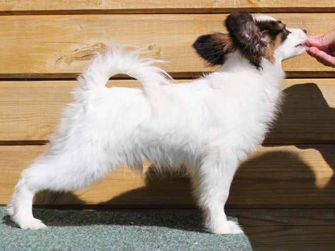 Papillon Welpe kaufen