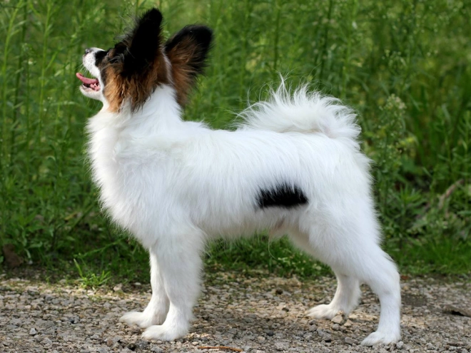 Papillon Welpe kaufen