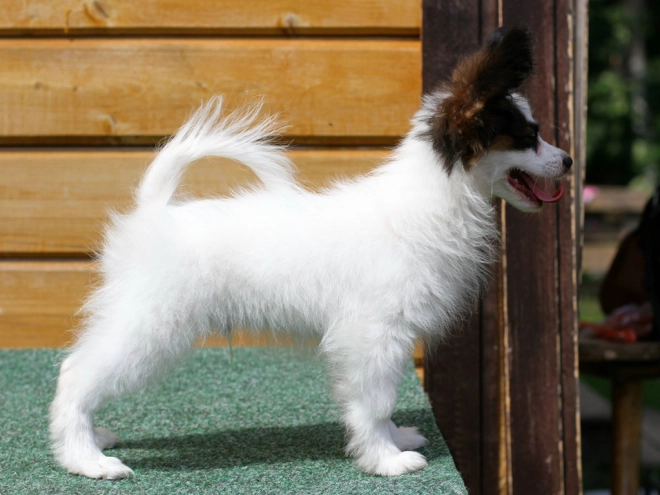 Papillon Welpe kaufen
