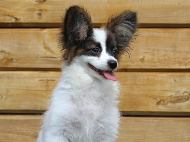 Papillon Welpe kaufen
