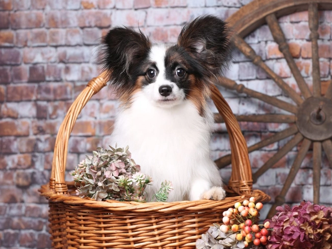 Papillon Welpe kaufen