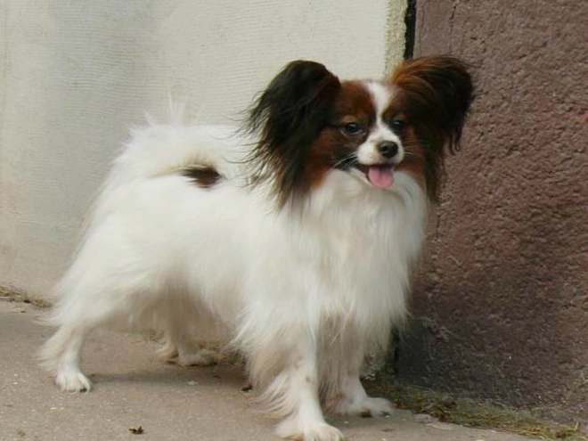 Perros Papillon en venta