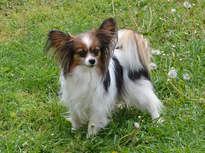 Perros Papillon en venta