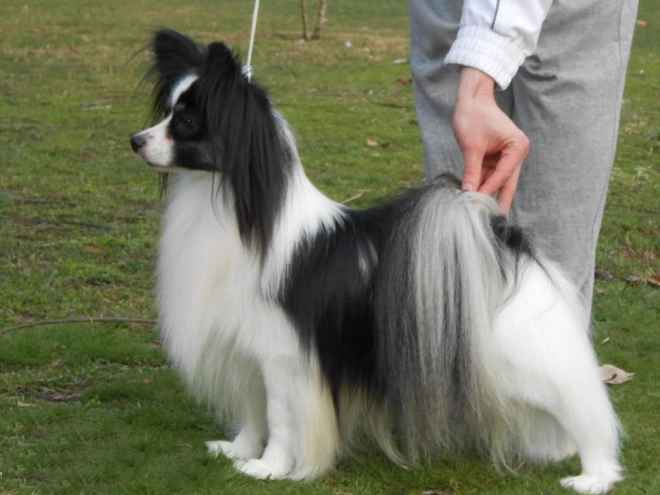 Perros Papillon en venta