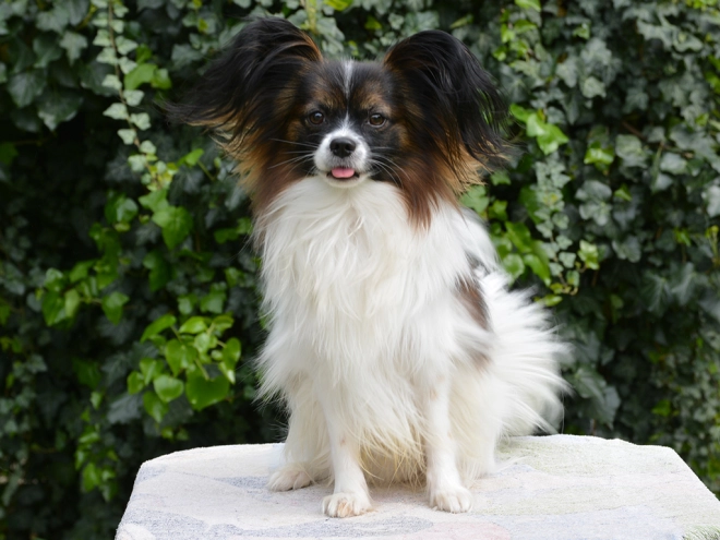 Perros Papillon en venta