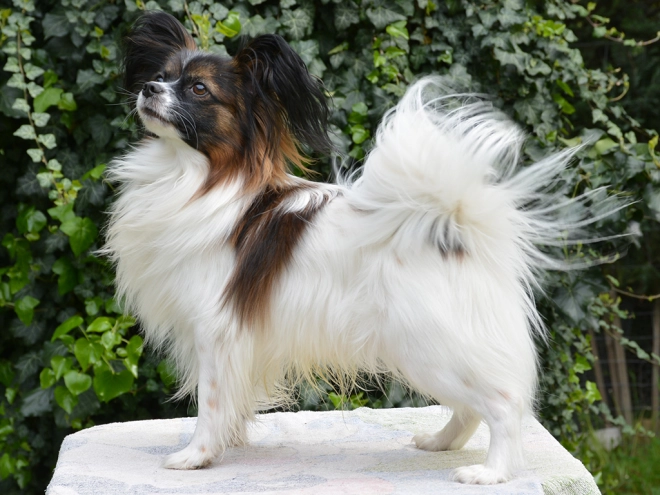 Perros Papillon en venta