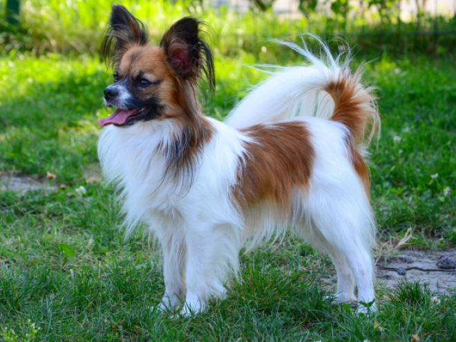 Perros Papillon en venta