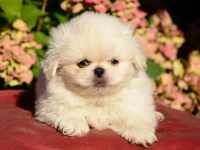 Pekinese Welpe kaufen