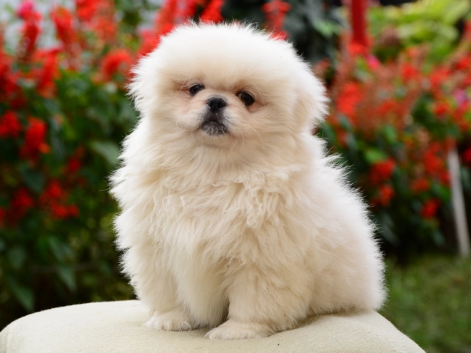 Pekinese Welpe kaufen