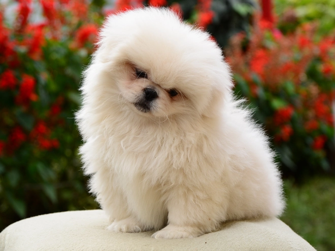 Pekinese Welpe kaufen
