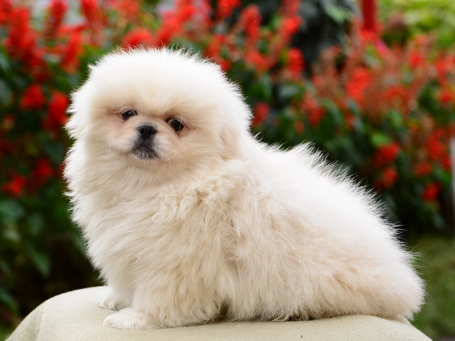 Pekinese Welpe kaufen