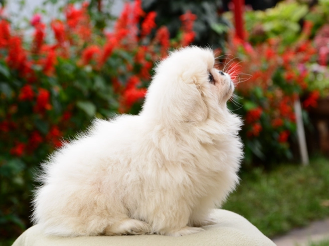 Pekinese Welpe kaufen