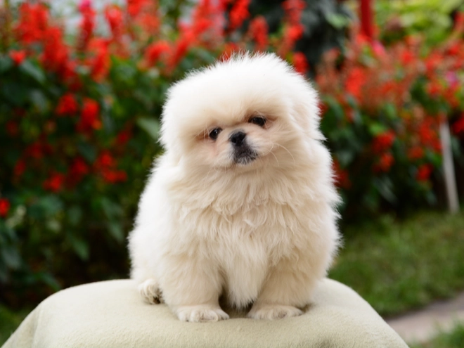 Pekinese Welpe kaufen