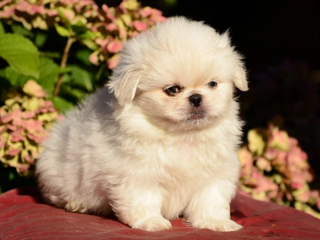 Pekinese Welpe kaufen