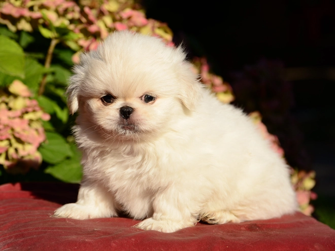 Pekinese Welpe kaufen