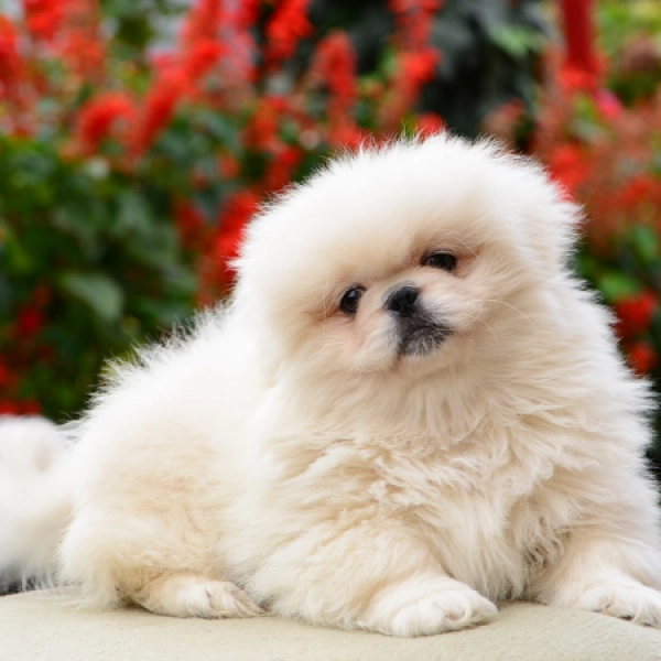 Pekingese Breed Teacup Pekingese Puppies For Sale Pekingese Dog