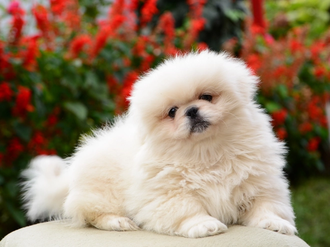 Pekinese Welpe kaufen