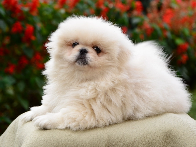 Pekinese Welpe kaufen