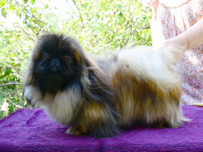 Pekingese puppy for sale
