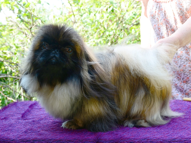 Pekingese puppy for sale