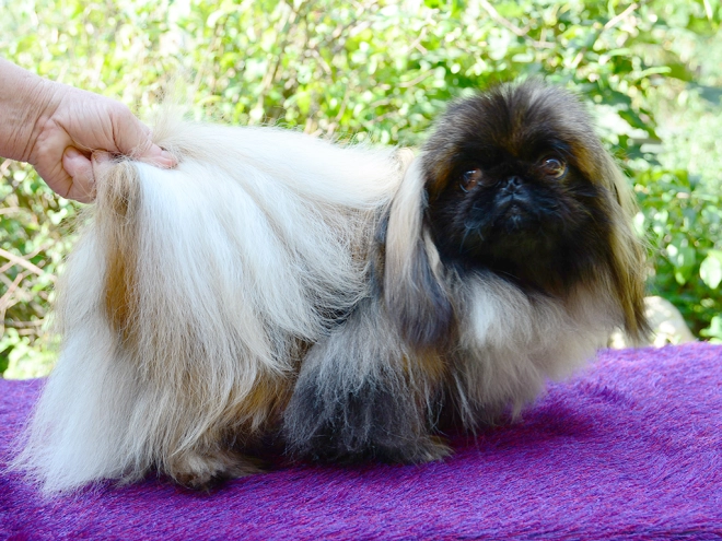 Pekingese puppy for sale